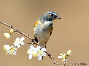 日本明星羽鸟,闪耀日本娱乐圈的璀璨明星