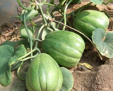 梦见到水里摘瓜吃,水中摘瓜的奇幻之旅