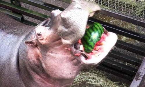 河马哥哥吃瓜,河马哥哥的瓜田奇遇记