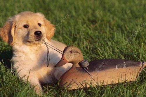 狗可以吃嫩瓜吗,嫩瓜是否适合宠物食用？