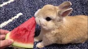 小兔吃洋瓜嘛,小兔的洋瓜美食之旅