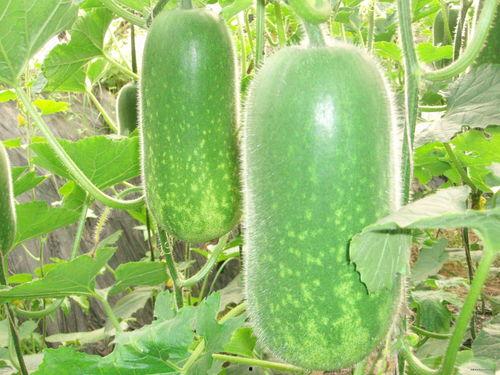 宿院吃瓜事件,揭秘校园八卦背后的真相