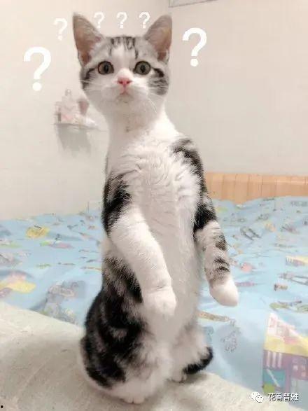 吃瓜的扮猫,趣味横生演绎欢乐日常